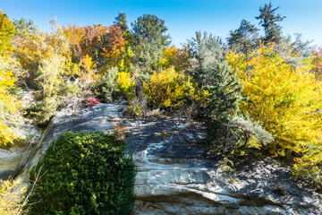 autumn trees on a rock
