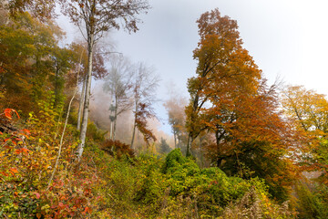 foggy hill in twann 