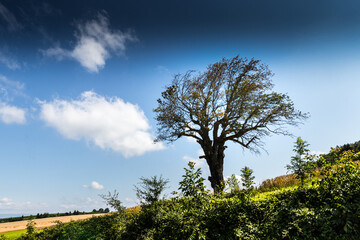 Tree on a hill near murten