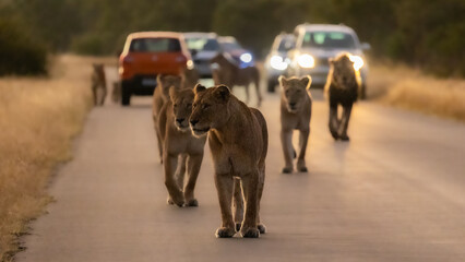 Whole pride of lions early morning on the road