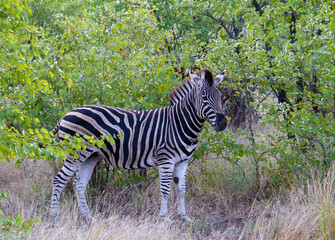 Burchell's zebra isolated in the Kruger National Park in South Africa
