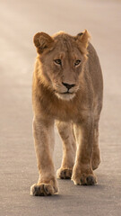 young male lion on the road early morning