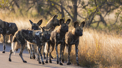 a pack of African wild dogs on the road