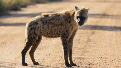 a very wet spotted hyena