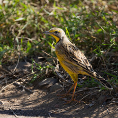 A Yellow-throated longclaw in the wild