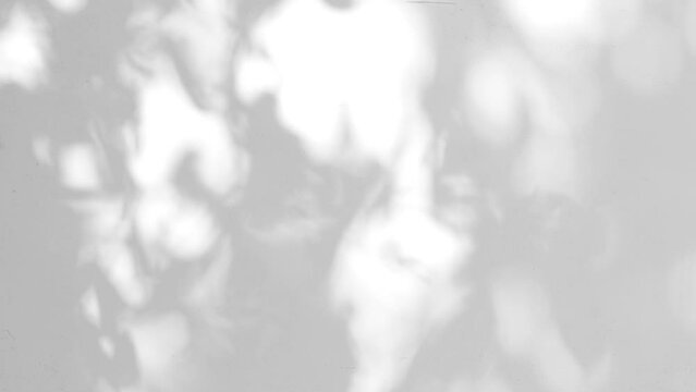 Closeup branch tree leaves silhouette shadow motion on wall, abstract background