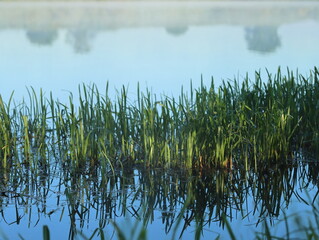 Photo of the river and plants on its banks during a walk in the early summer morning