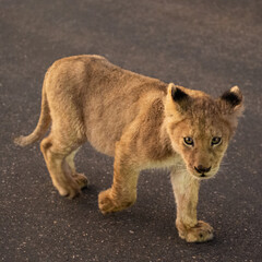 Obraz na płótnie Canvas a little lion cub on the road