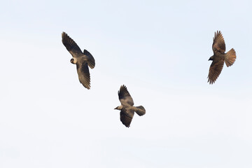 A western jackdaw (Coloeus monedula) flying with nest material.