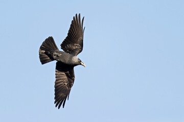 A western jackdaw (Coloeus monedula) flying with nest material.