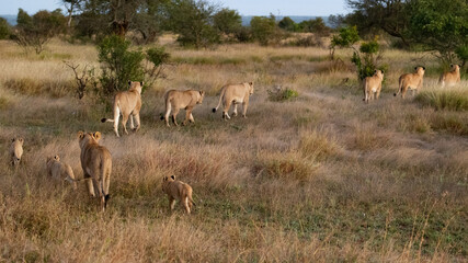 Naklejka premium Lionesses with cubs on the move