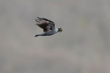 A western jackdaw (Coloeus monedula) flying with nest material.