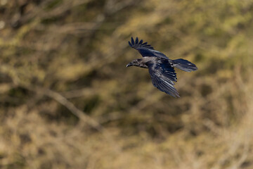 A northern Raven( Corvus corax) soaring in the mountains.