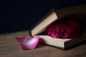 A red rose on an open book. Funeral symbol and Concept of condolence and religion.
