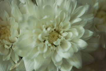 macro white chrysanthemum. floral background with petal texture.
