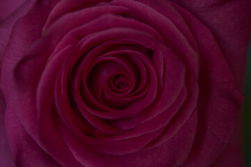 Close up of the red rose