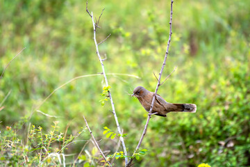 Streaked laughingthrush