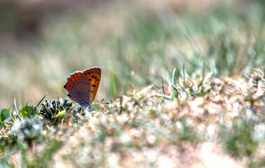 Common copper Butterfly on ground 