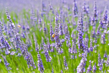 Fototapeta premium Close-up of organic lavender flowers with bees on a lavender farm