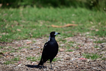Dark Australian magpie (cracticus tibicen), with its chest slightly puffed out, standing in brightly sunlit green parkland