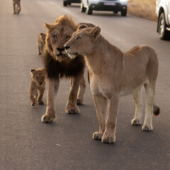 Small lion cubs with the whole pride