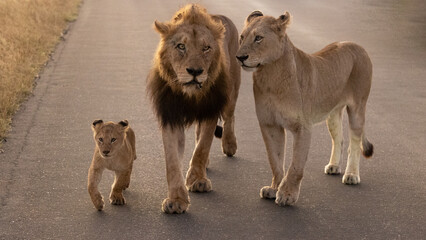 Small lion cubs with the whole pride