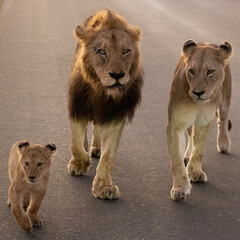 Small lion cubs with the whole pride