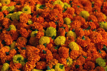 Yellow and orange color marigold. close up. macro