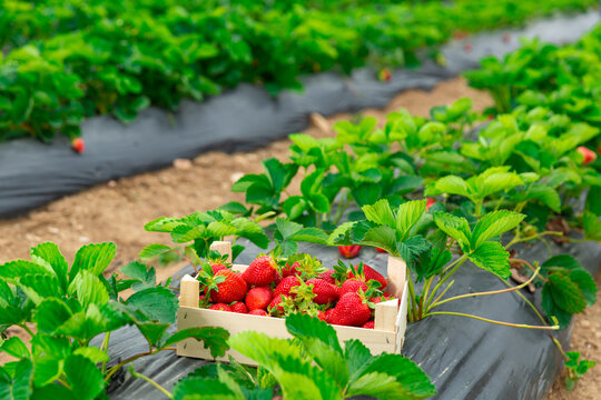 Crate full of freshly picked red strawberries standing at farm field
