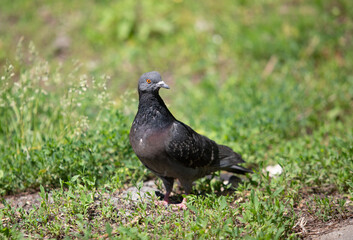 Black dove on the ground in green grass, close up.
