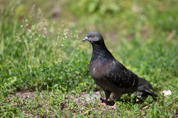 Black dove on the ground in green grass, close up.