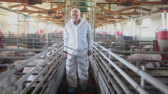 Senior veterinarian is standing at the pig farm and checking on the pig's health