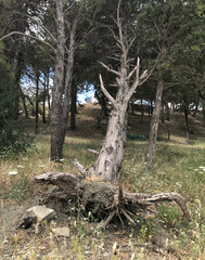 Fallen dead tree in the forest