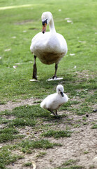 Little swan cubs