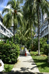 Fototapeta premium Townscape, Tiong Bahru, with Coconut Tree