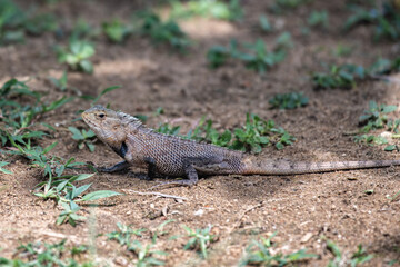 A small iguana with black paws