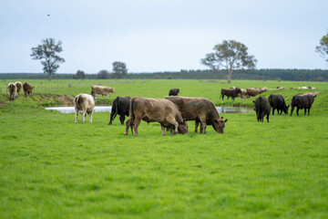 Angus, wagyu and murray grey beef bulls and cows in a field, being grass fed on a hill in Australia. in the evening light, in golden hour, lush long pasture.
