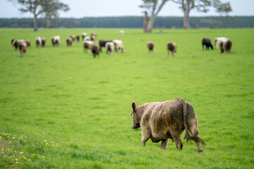 Angus, wagyu and murray grey beef bulls and cows in a field, being grass fed on a hill in Australia. in the evening light, in golden hour, lush long pasture.