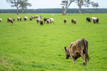 beautiful cattle in Australia  eating grass, grazing on pasture. Herd of cows free range beef being regenerative raised on an agricultural farm. Sustainable farming 