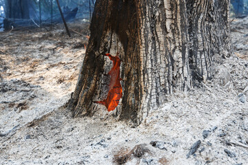 fire still burns inside tree after wildfire