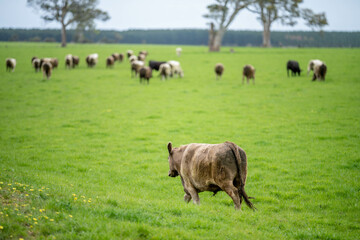 beautiful cattle in Australia  eating grass, grazing on pasture. Herd of cows free range beef being regenerative raised on an agricultural farm. Sustainable farming 