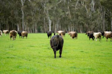 beautiful cattle in Australia  eating grass, grazing on pasture. Herd of cows free range beef being regenerative raised on an agricultural farm. Sustainable farming 