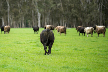 beautiful cattle in Australia  eating grass, grazing on pasture. Herd of cows free range beef being regenerative raised on an agricultural farm. Sustainable farming 