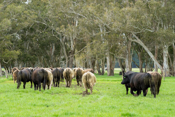 beautiful cattle in Australia  eating grass, grazing on pasture. Herd of cows free range beef being regenerative raised on an agricultural farm. Sustainable farming 