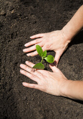 Concept of Earth day, organic gardening, ecology. spend free time do favourite hobby. life concept. women's hands holding a seedling planted in the soil and blurred backgrounds. growing plants.