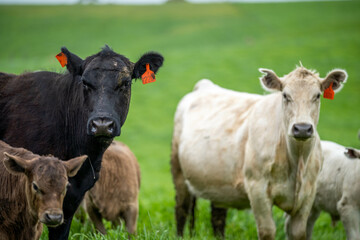 Stud Angus, wagyu, Murray grey, Dairy and beef Cows and Bulls grazing on grass and pasture in a field. The animals are organic and free range, being grown on an agricultural farm in Australia.