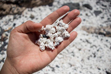 Rhodoliths in the palm of a hand. Fossilized red algae that resemble popcorn. Detail of the composition of the popcorn beach of Fuerteventura famous on instagram.