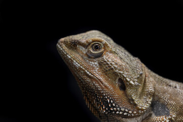 bearded dragon lizard