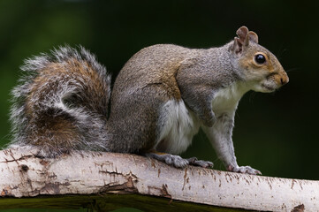 Naklejka na ściany i meble close up of grey squirrel on branch