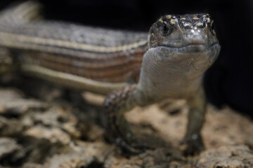 close up of a lizard